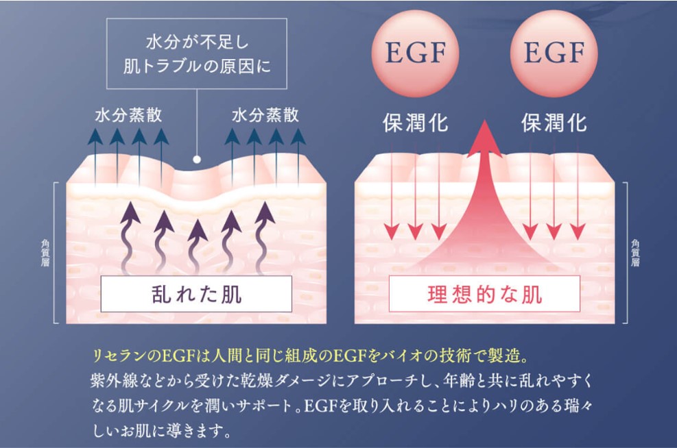 EGF解説画像